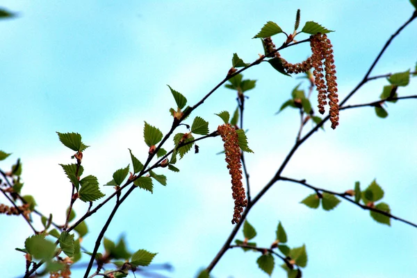 Birch earrings Omsk region — Stock Photo, Image