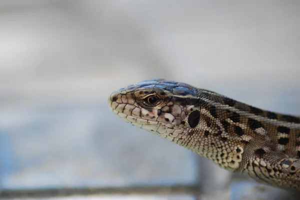 Lagarto de arena Omsk región — Foto de Stock