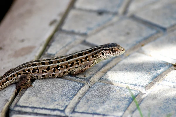 Lagarto de arena Omsk región —  Fotos de Stock