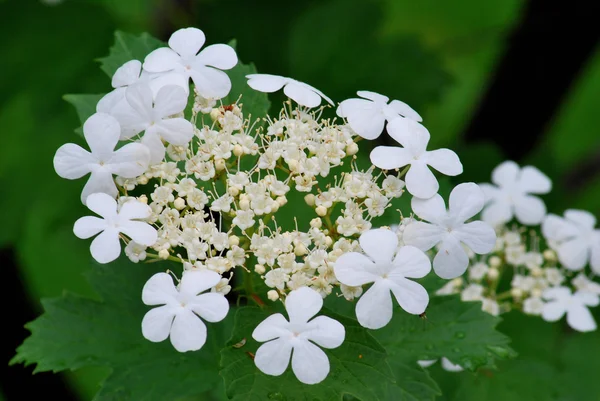 Viburnum Omsk regio — Stockfoto