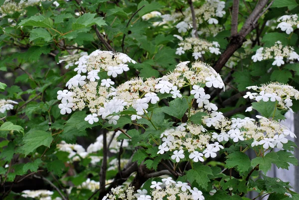 Gebiet Viburnum omsk — Stockfoto