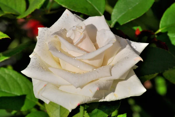 Rose after rain — Stock Photo, Image