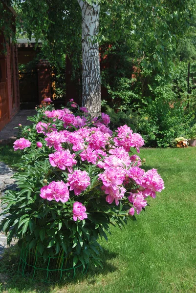 핑크 작 약 정원, 옴스크 지역, 시베리아, 러시아 — 스톡 사진