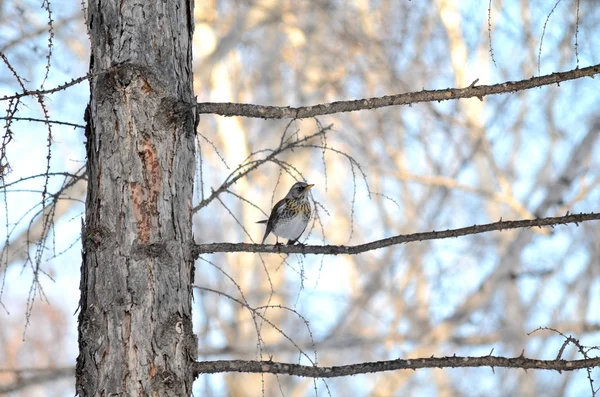 Merle assis sur une branche de mélèze — Photo