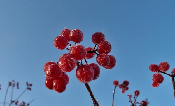 Bogyók Viburnum Omsk region — Stock Fotó