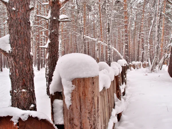 Invierno Bosque siberiano, región de Omsk — Foto de Stock