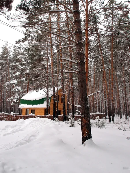 Hiver Forêt sibérienne, région d'Omsk — Photo