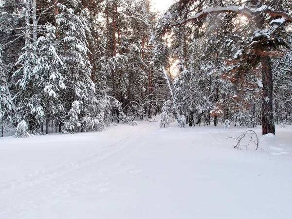 Winter sibirischen Wald, Region Omsk — Stockfoto