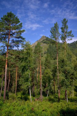 Orman ve dağlar Altay Cumhuriyeti