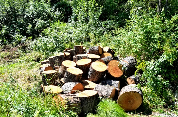 Ormandaki bir açıklıkta Boyutlanmış sedir