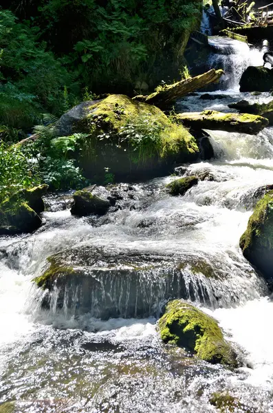 Nehir büyük Estyube ile Hurrican sonra düşmüş ağaç görünümünü