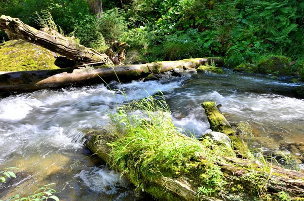 Weergave van de grote Estyube van de rivier met omgevallen bomen na Hurrican — Stockfoto