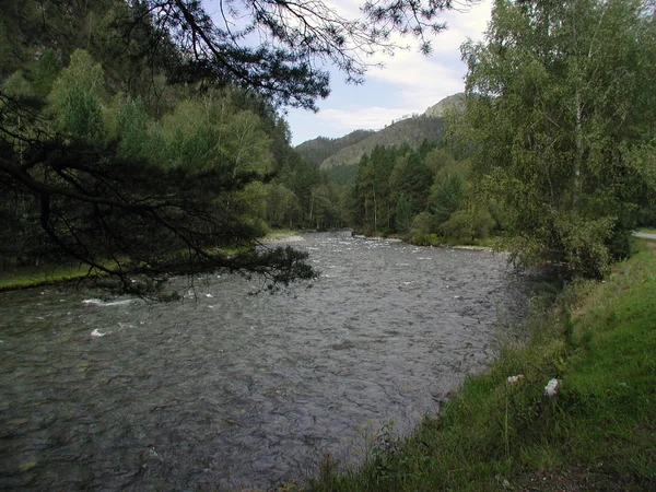 Řeka Kuba Altai Republic — Stock fotografie