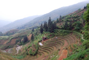Pirinç tarlaları Güney Çin Köyü