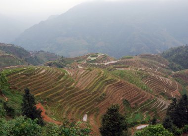 Güney Çin pirinç terasları