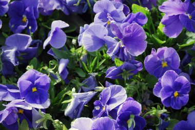 Beijing park çiçeklenir