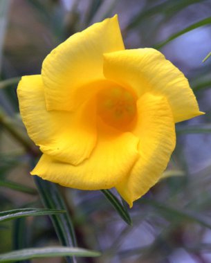 Çiçek Allamanda cathartica