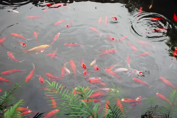 Красная рыба в пруду — стоковое фото