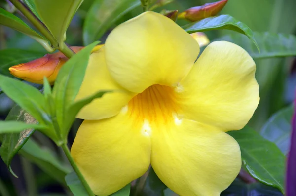 Flor allamanda cathartica, China, Hainan Island, Yalongbay, mayo 2011 —  Fotos de Stock