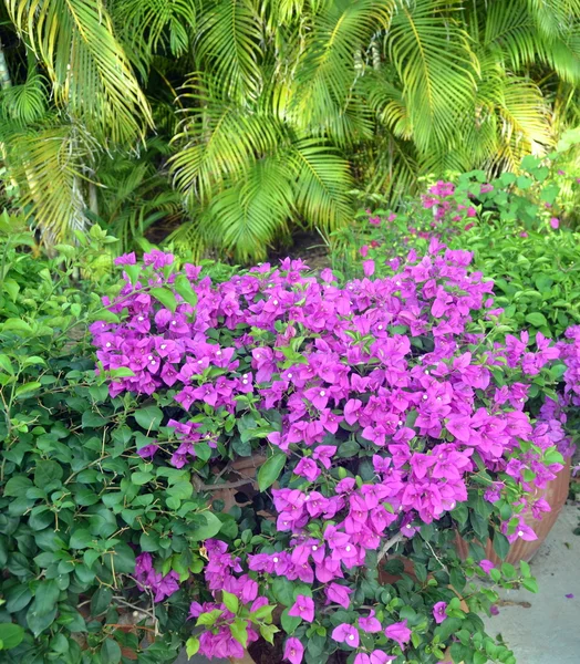 Flor Bougainvillea Hainan — Fotografia de Stock