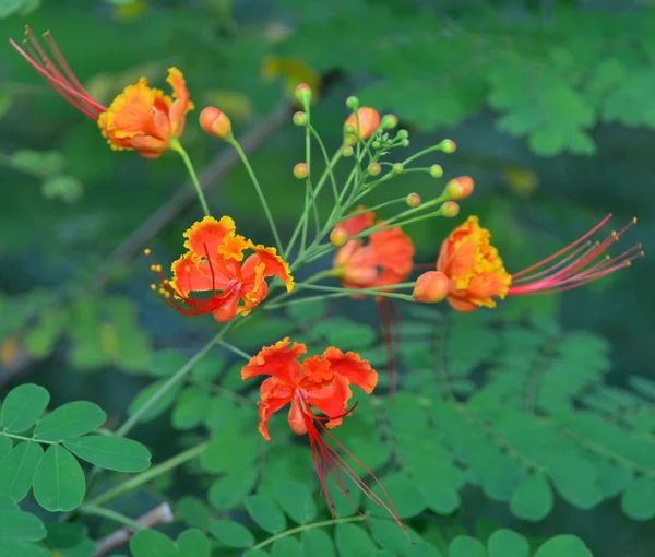 Flor Caesalpinia pulcherrima, China, Ilha de Hainan, maio de 2011 — Fotografia de Stock