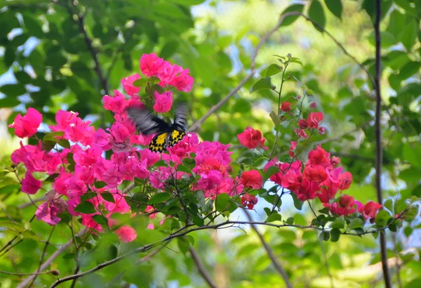 Butterfly EUPLOEA MULCIBER, China, Hainan; Sanya, may 2011 — Stock Photo, Image