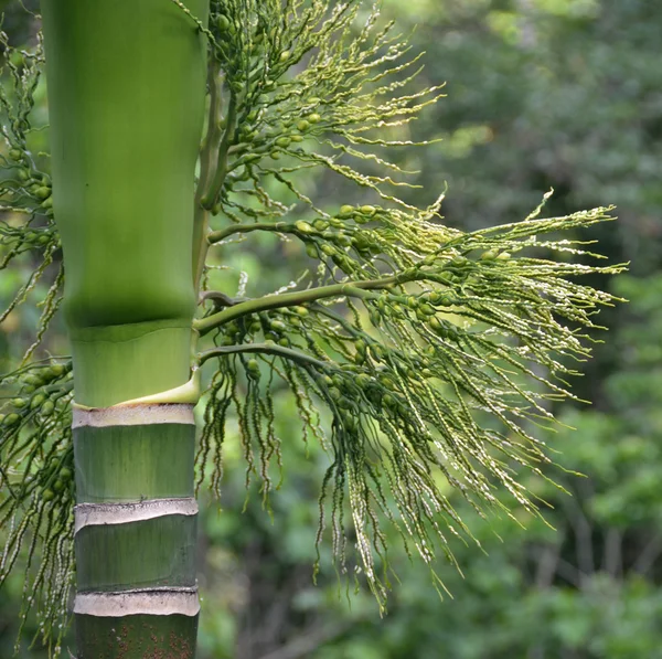 Noix de palme Areca — Photo