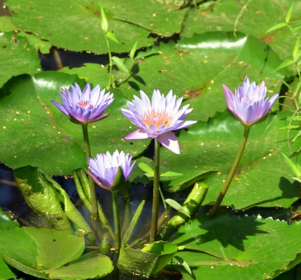 Flower nelumbo nucifera, Yalong Bay, Hainan Island, China — 图库照片