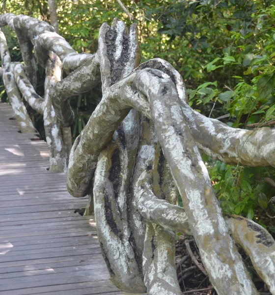 Természetes híd korlát a szőlő- és gyökerek és trunks, a trópusi fák, Kína, Hainan-sziget, park Yanoda, május 2011 — Stock Fotó