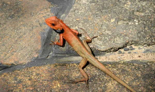 Lizard, Calotes versicolor, rain jungle, Hainan Island China, may 2011 — Stock Photo, Image