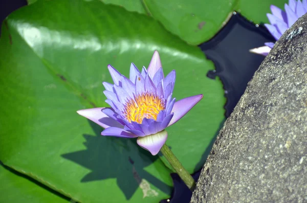 Çiçek nelumbo nucifera, Yalong Bay, Hainan Adası, Çin — Stok fotoğraf