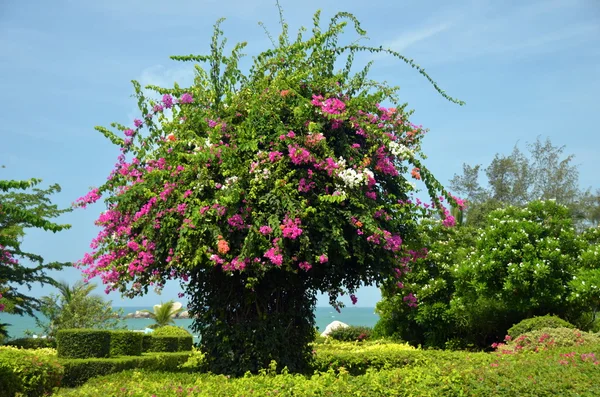 Um canteiro de flores no Parque "apocalipse", Ilha de Hainan, China, em maio de 2011 — Fotografia de Stock