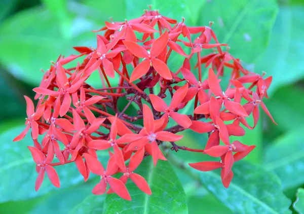 Hainan Ixora-macrothyrsa, Κίνα νησί Χαϊνάν, λουλούδι? Σανγιά, Γιαλόνγκ Μπέι, Μαΐου 2011 — Φωτογραφία Αρχείου