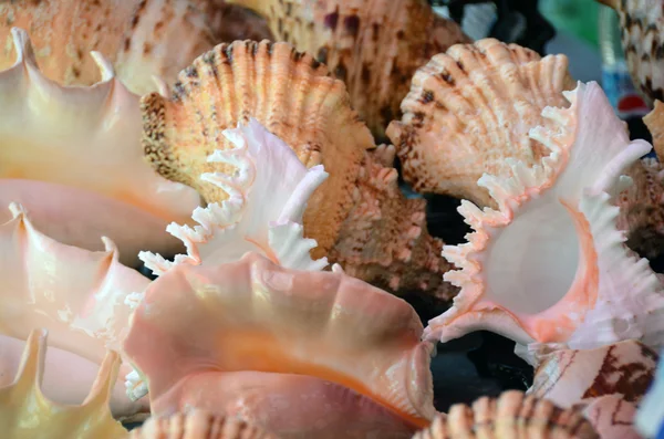 Seashells China Hainan Island — Stock Photo, Image