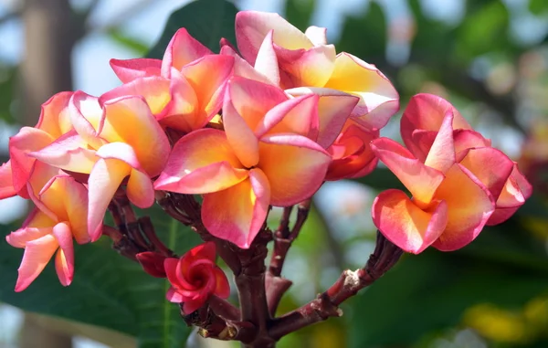 Flor Plumeria rubra, China, Ilha de Hainan, maio de 2011 — Fotografia de Stock