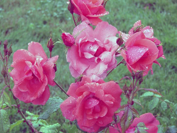 Rose efter regn — Stockfoto