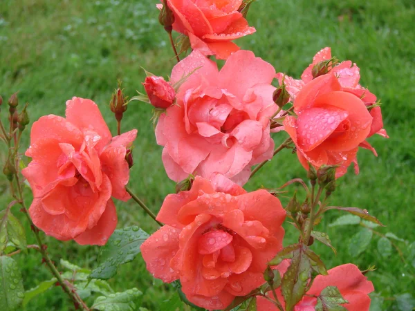 Rose efter regn — Stockfoto