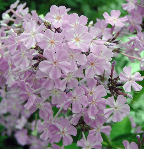 Lavender flower Stavanger — Stock Photo, Image