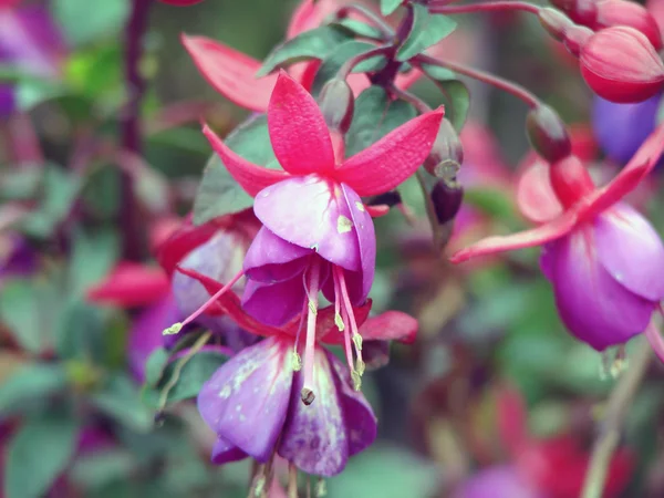 Fuchsia  Beautiful Bell-Shaped Flower — Stock Photo, Image