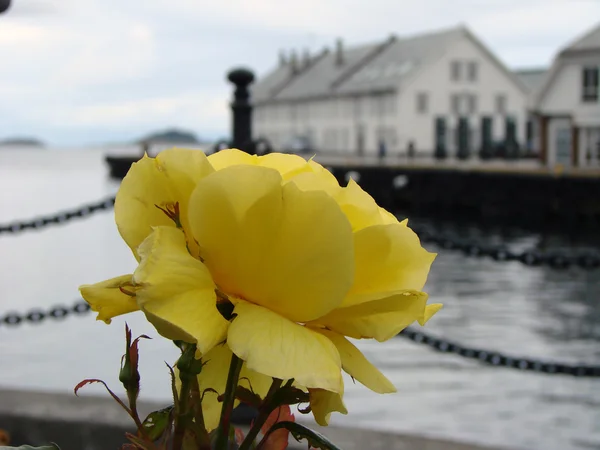 Jedna Róża żółta od morza — Zdjęcie stockowe