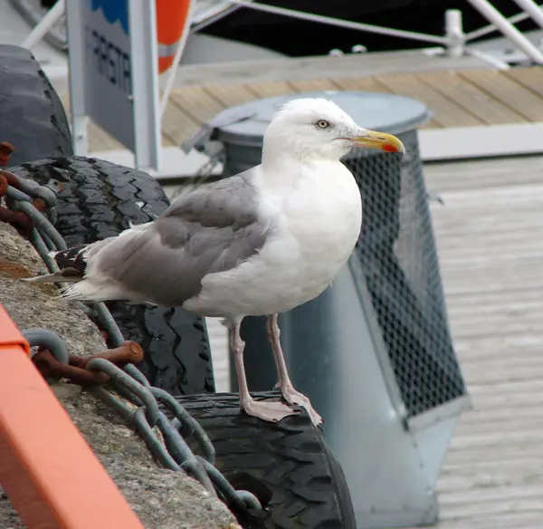 Seagull v Alesund port Norsko — Stock fotografie