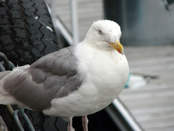 Seagull v přístavu Alesund — Stock fotografie