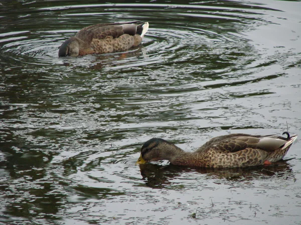 Estanque de pato en el parque — Foto de Stock