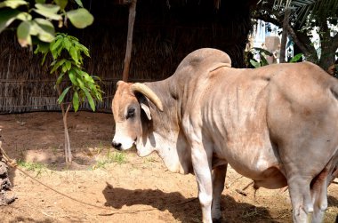Buffalo, Heritage Village, Abu Dabi, Birleşik Arap Emirlikleri