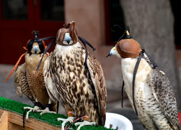 Avcılık Şahinler, Abu Dhabi, Birleşik Arap Emirlikleri