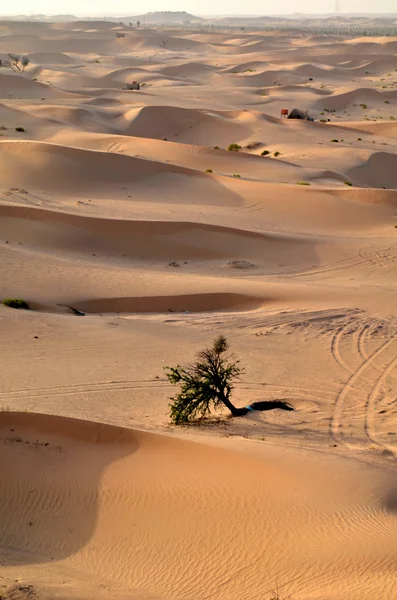 Duny v poušti, Dubaj, Spojené arabské emiráty — Stock fotografie