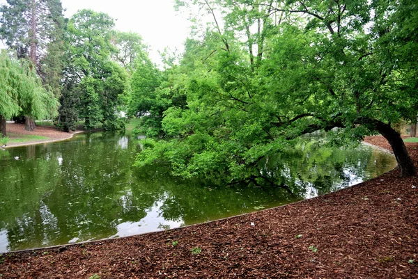 Árvore inclinada para o lago no parque Viena — Fotografia de Stock