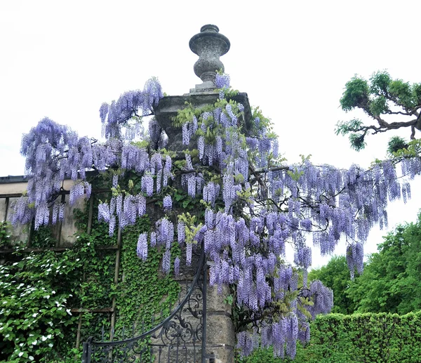 Blume Glyzinien im Park-Garten "mirabelle". salzburg, austro — Stockfoto