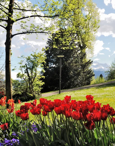 Luzernx 공원에 꽃 — 스톡 사진