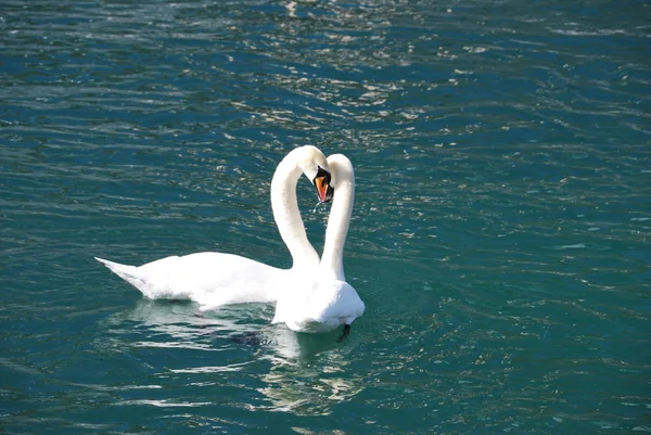 Cigni sul lago di Lucerna — Foto Stock